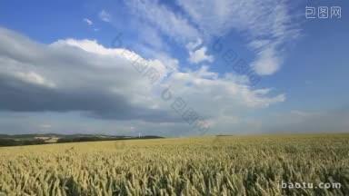 小麦田在湛蓝的天空下运送风